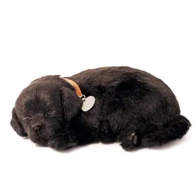 10Original - Black Lab