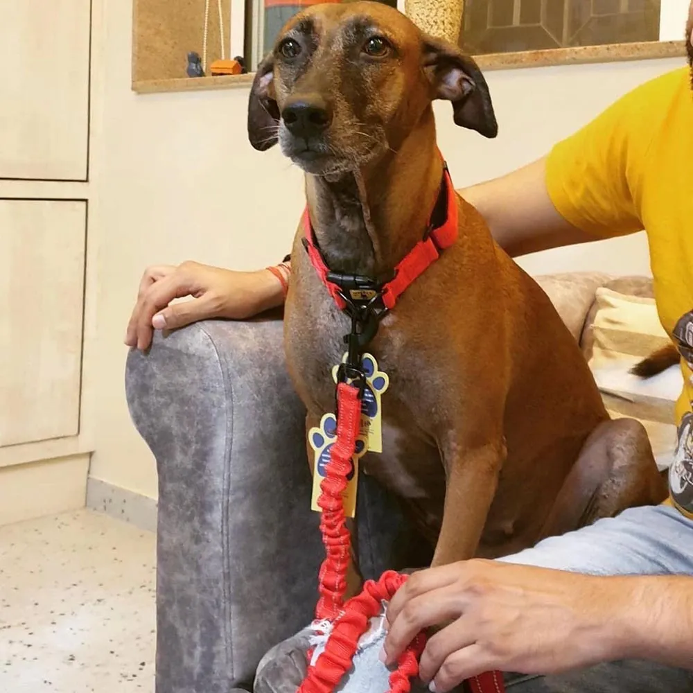 A a Pets' Heavy Duty Bungee Leash - Red