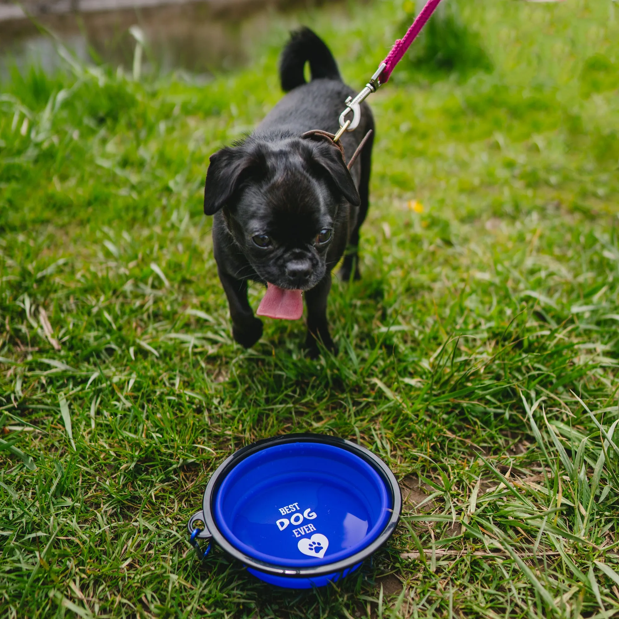 Best Dog 7" Collapsible Silicone Pet Bowl