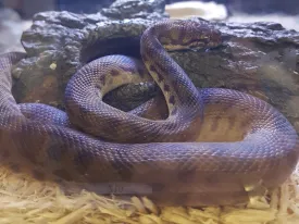 Children's Pythons for Sale