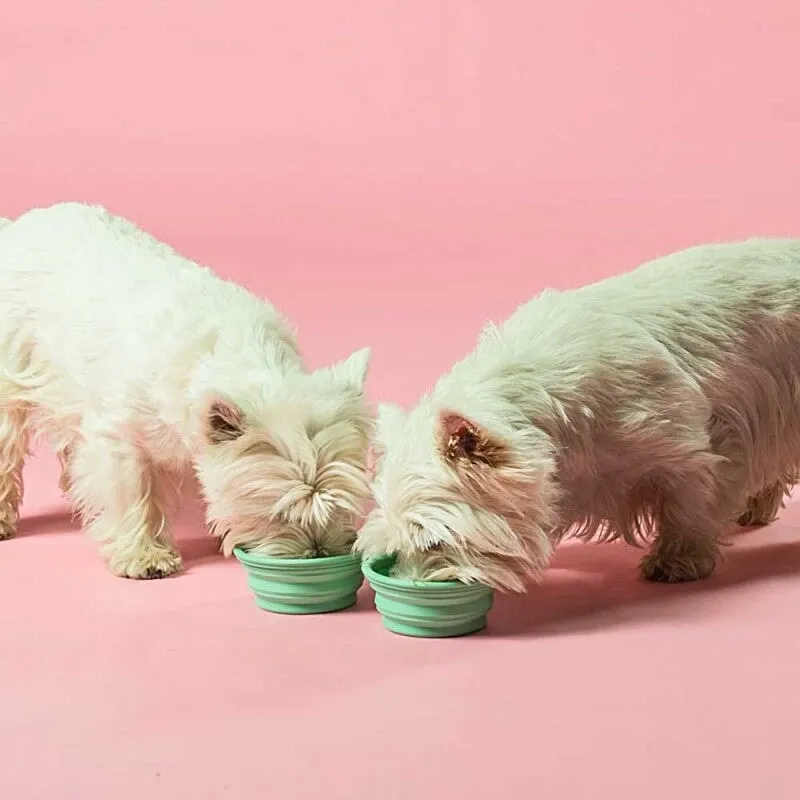 Dog Bowl Collapsible