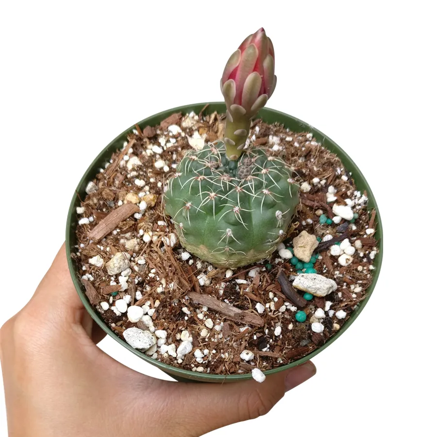 Dwarf Chin Cactus Gymnocalycium