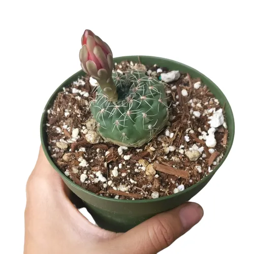 Dwarf Chin Cactus Gymnocalycium