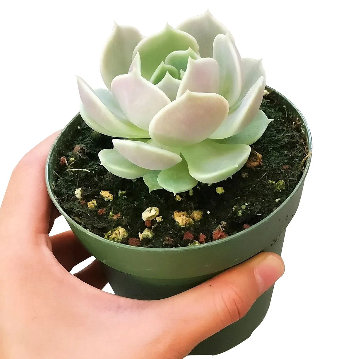 Echeveria Lola Succulent