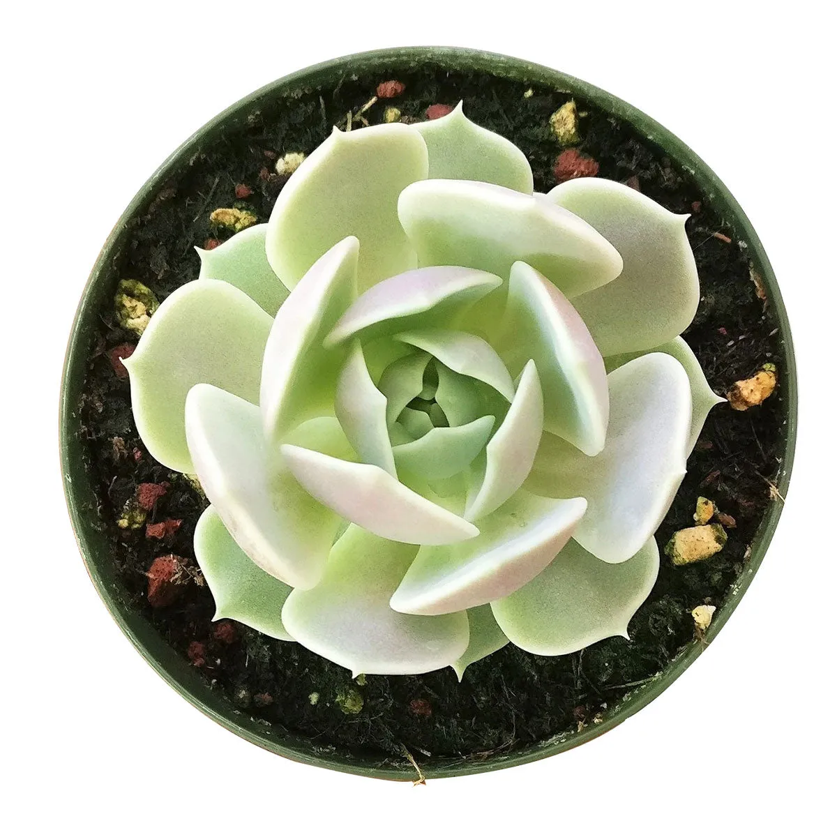 Echeveria Lola Succulent