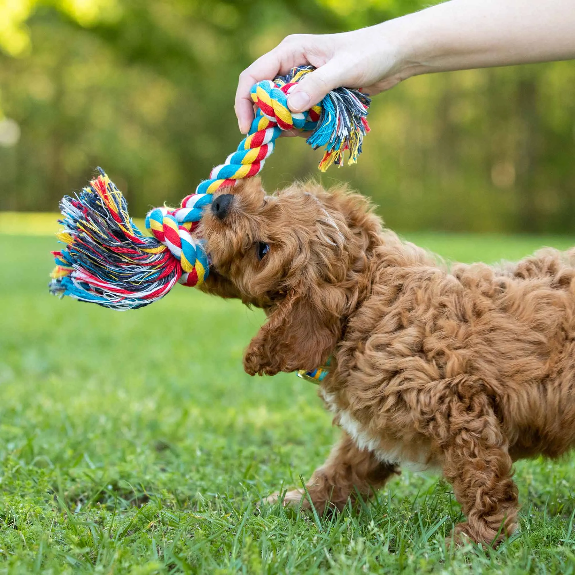 Jeffers Multicolored Braided Rope Bone Tug Toy