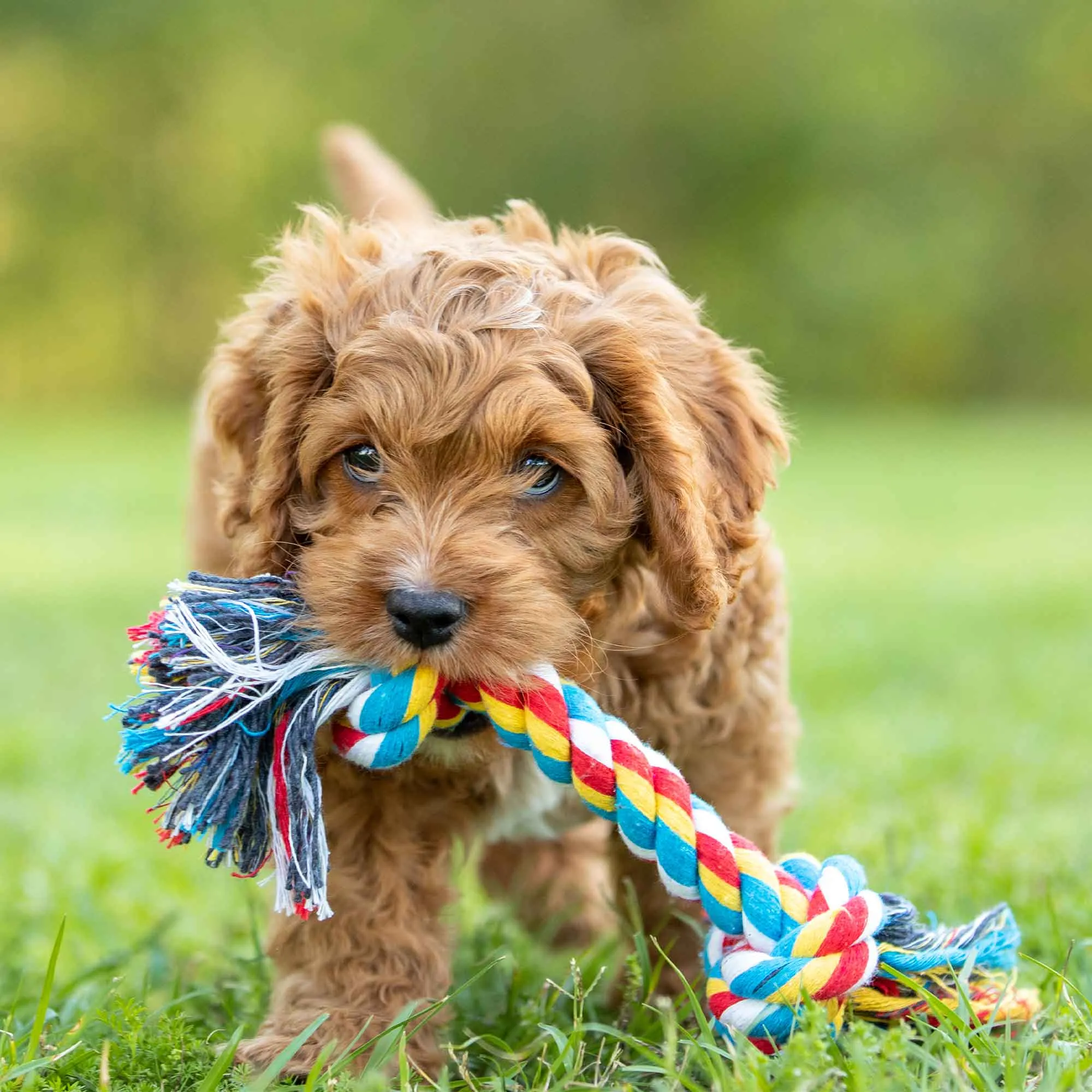 Jeffers Multicolored Braided Rope Bone Tug Toy