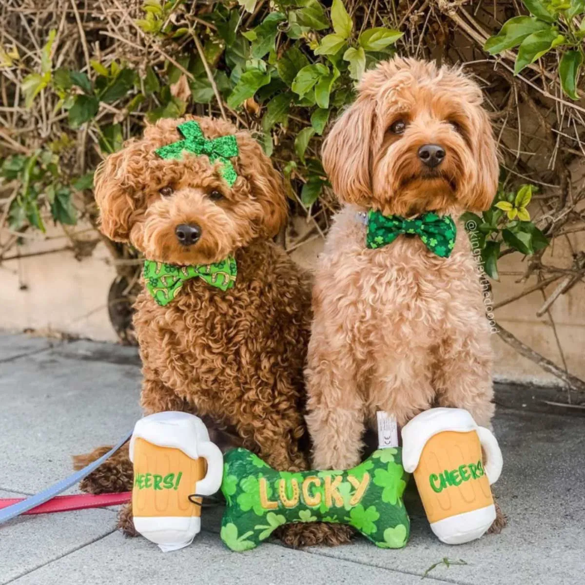 Lucky Shamrock Collar Bow Tie