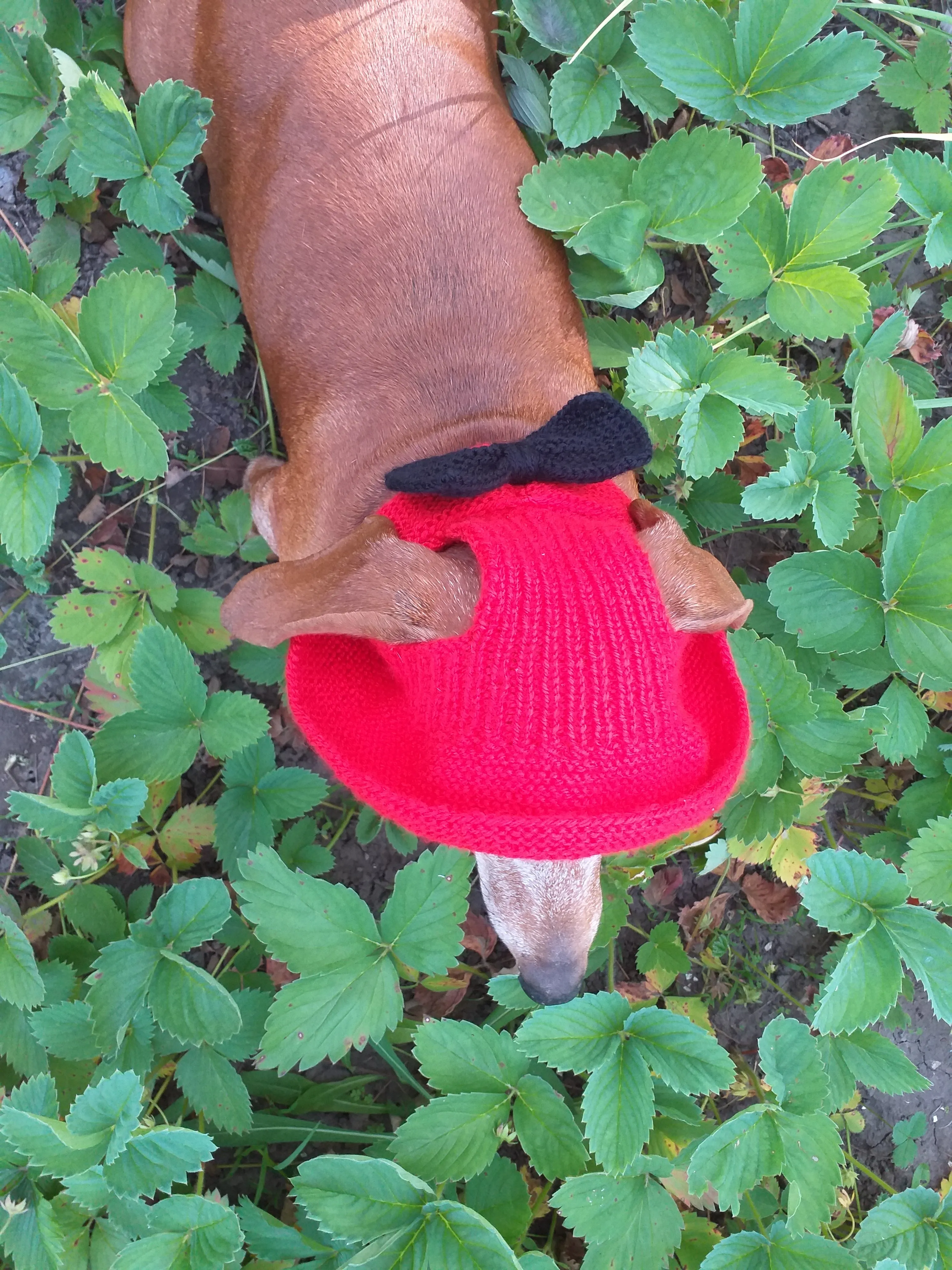 Pet clothes red summer hat with black bow, panama for dachshund