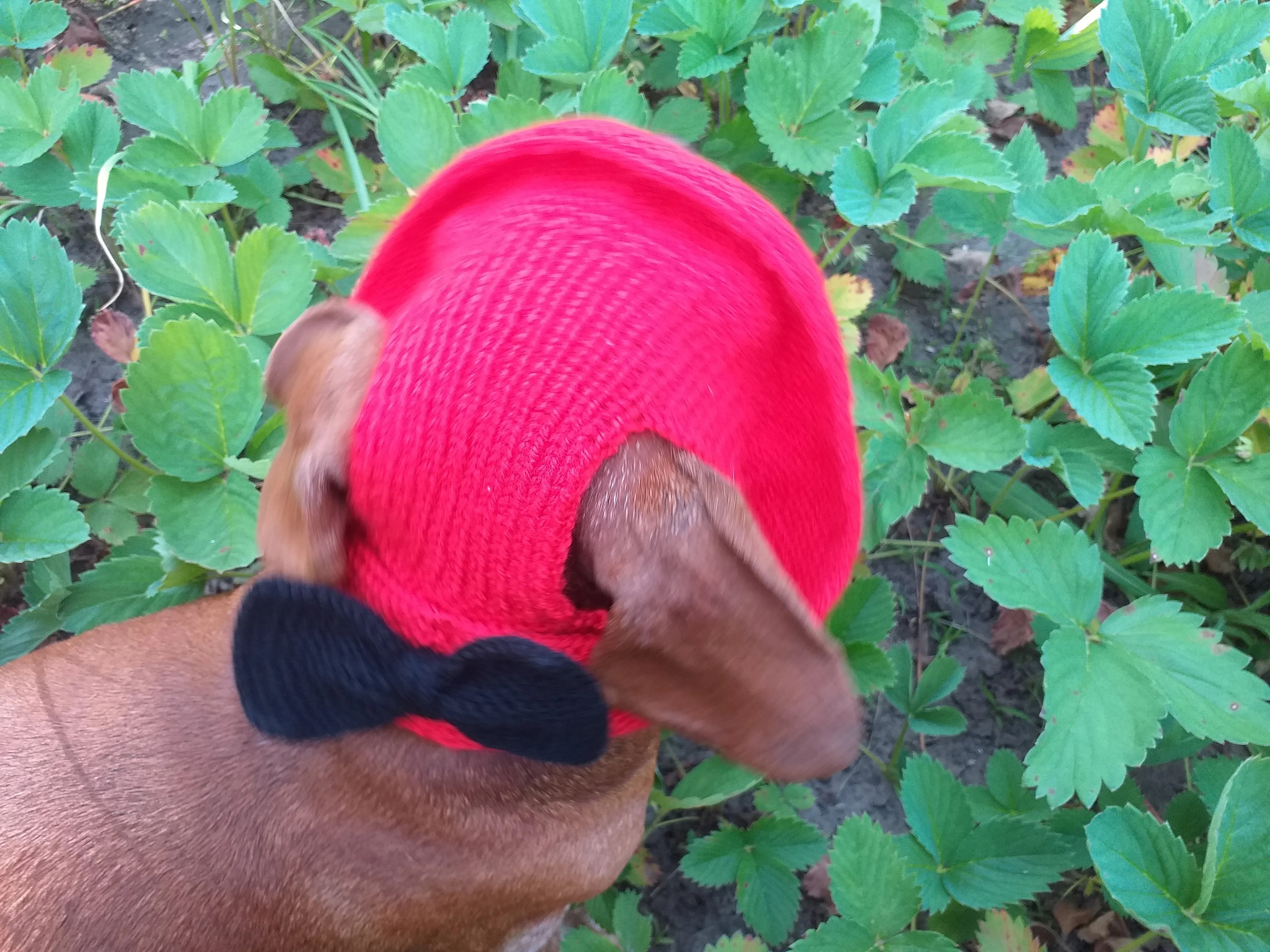 Pet clothes red summer hat with black bow, panama for dachshund