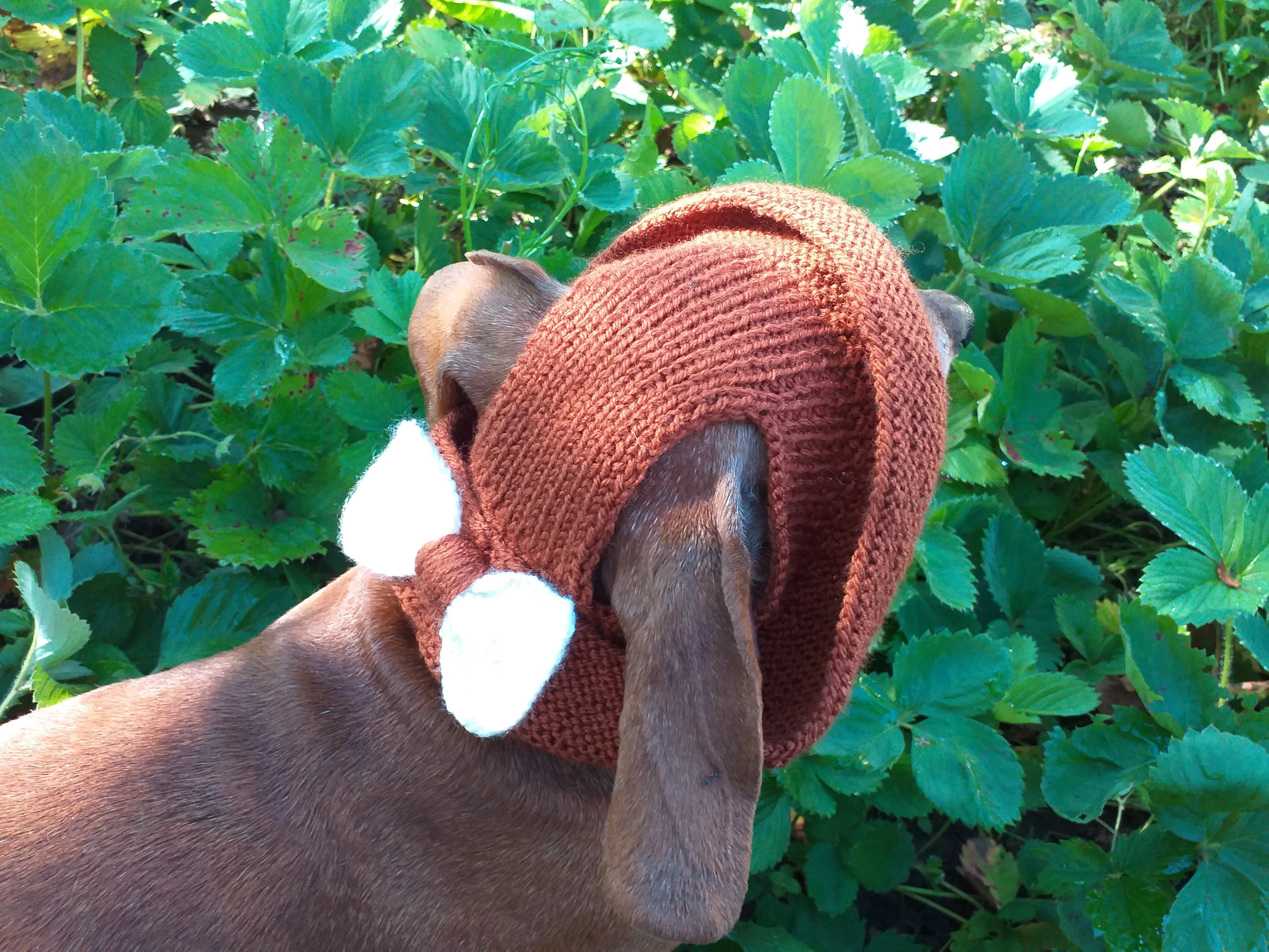 Pet clothes summer hat, panama for dachshund