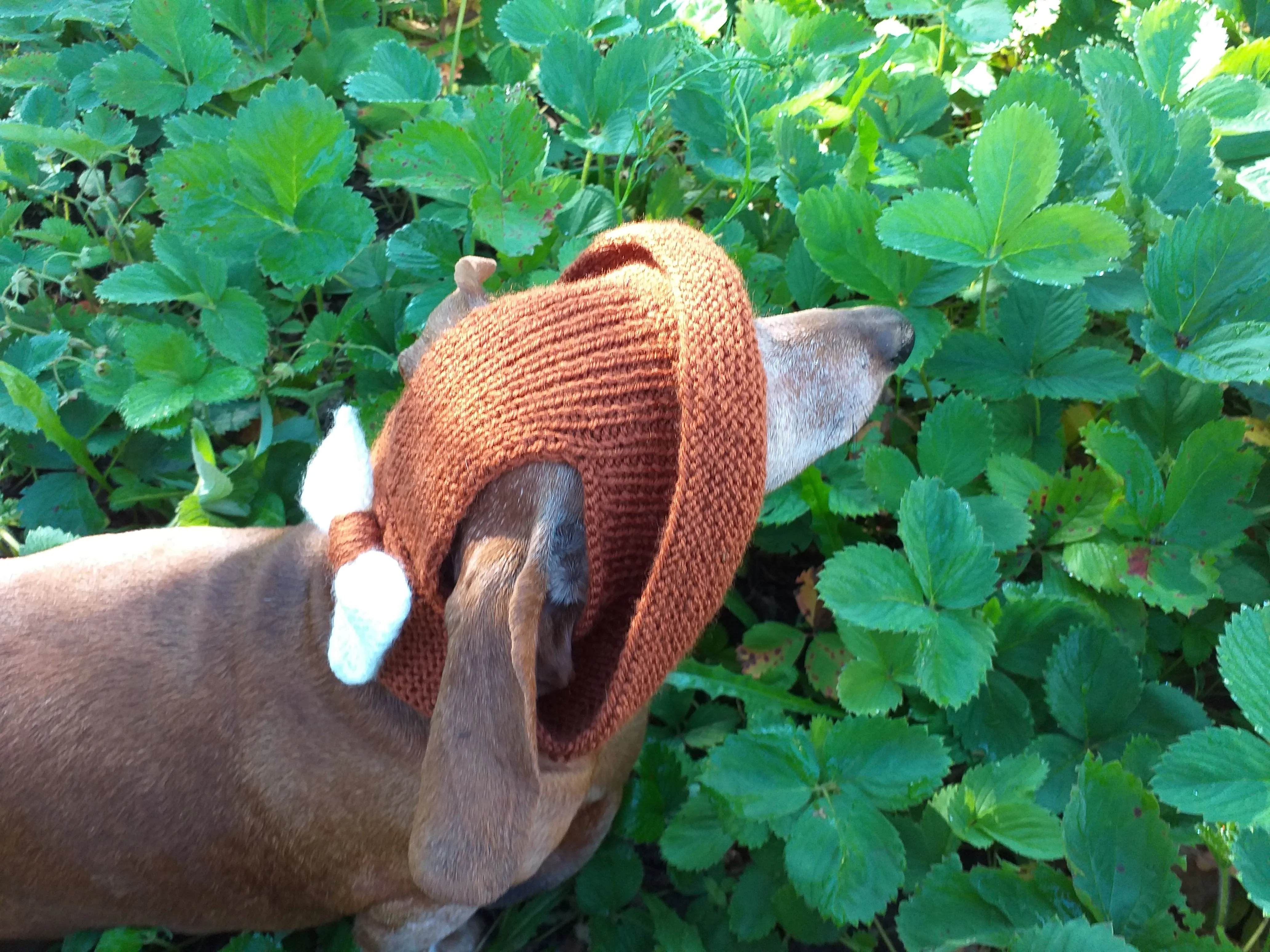 Pet clothes summer hat, panama for dachshund