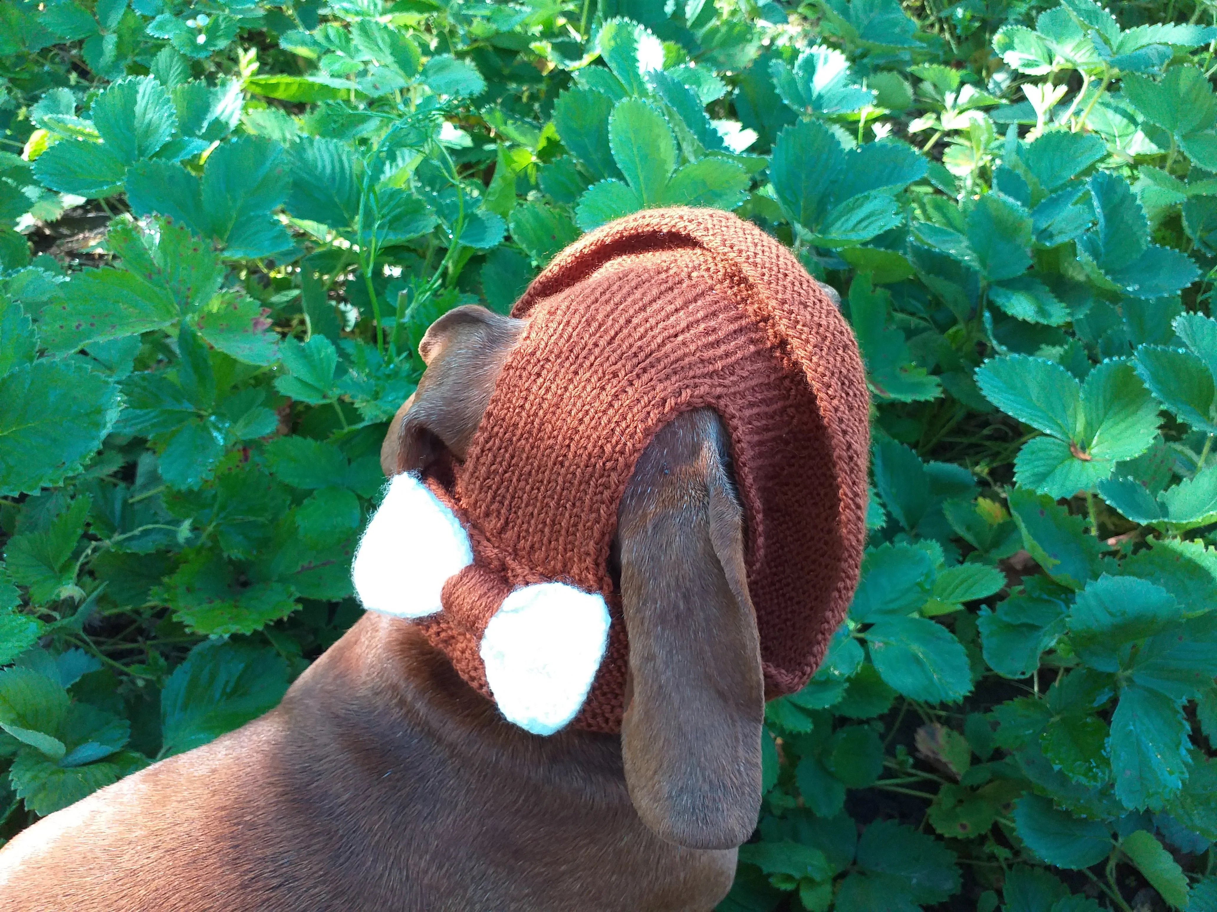 Pet clothes summer hat, panama for dachshund