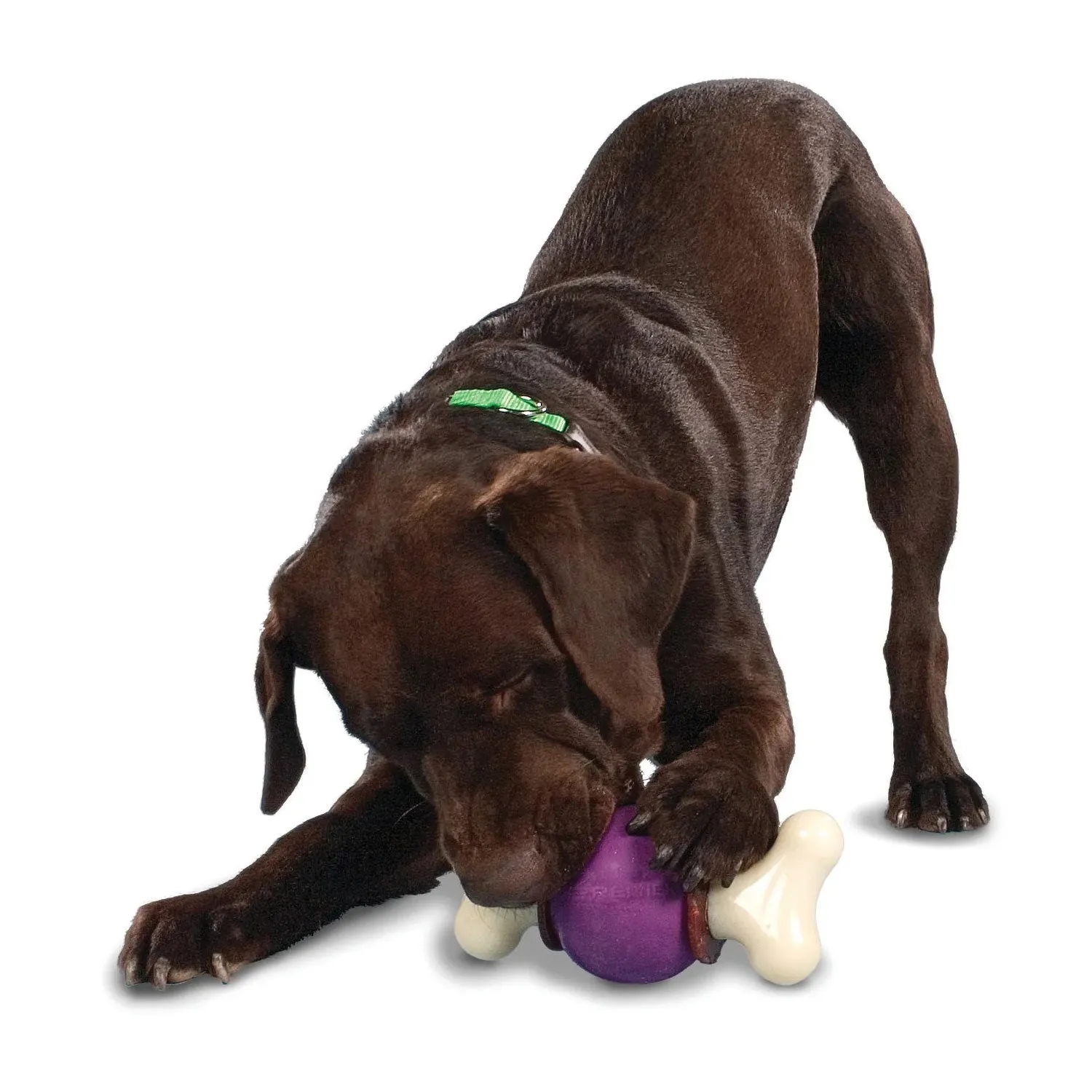 PetSafe Busy Buddy Bouncy Bone Dog Toy with Refillable Treats