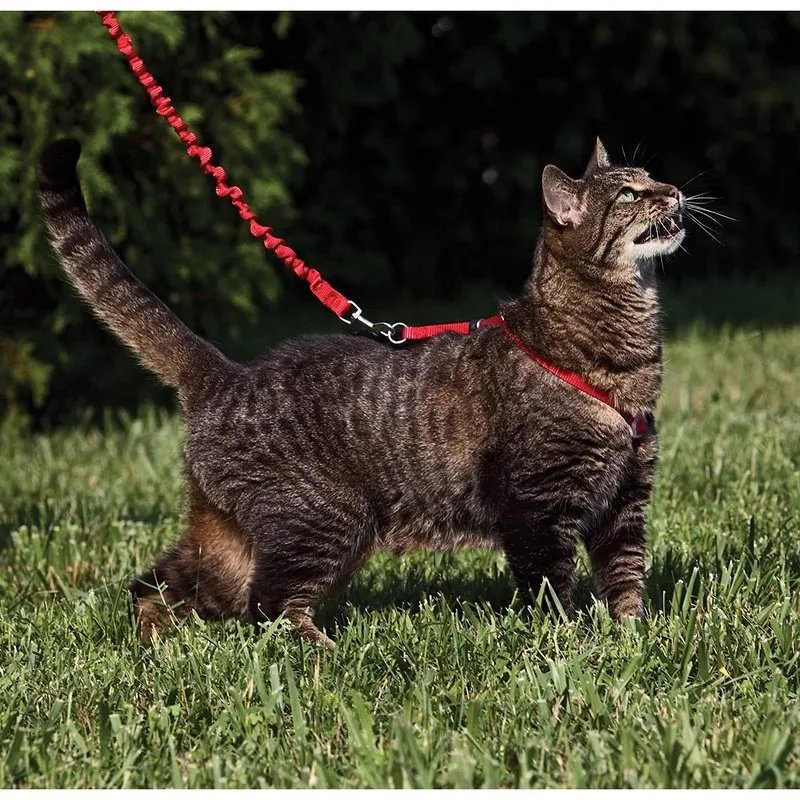 Premier Pet Come With Me Kitty - Harness & Bungee Leash Set - 4 Colors