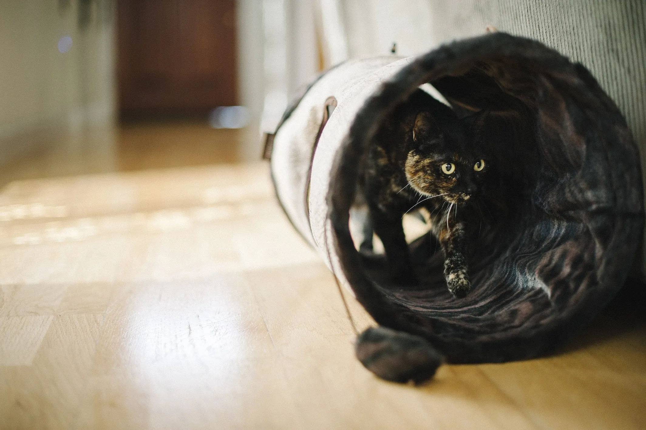 Purr & Pounce Cat Tunnel