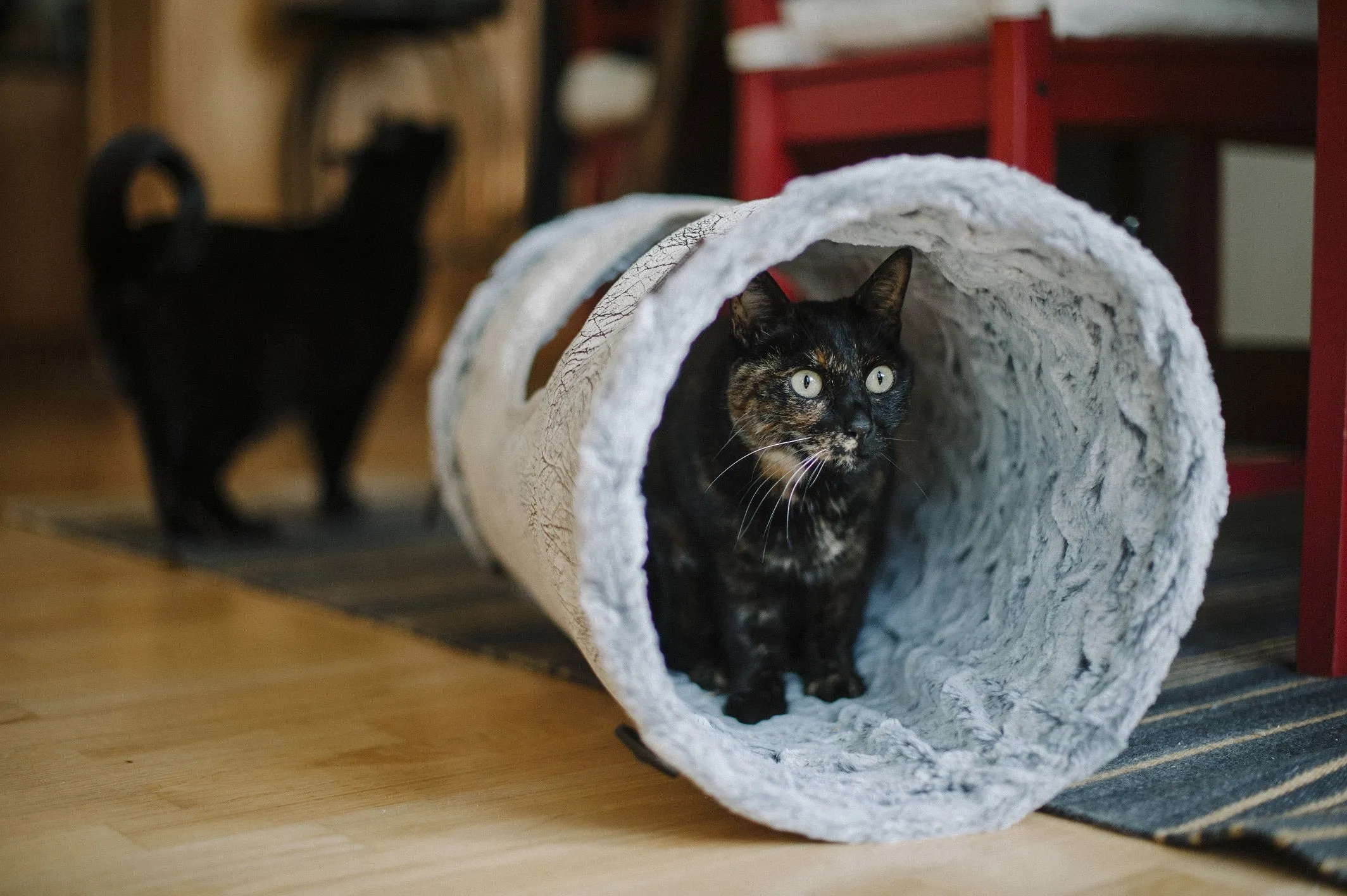 Purr & Pounce Cat Tunnel