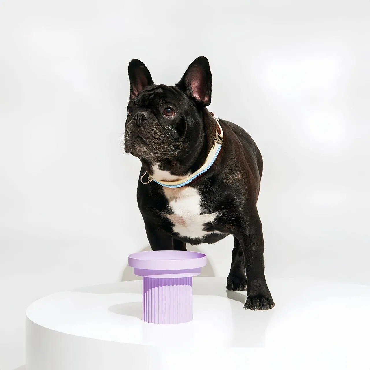 Stylish Pet Bowl Set