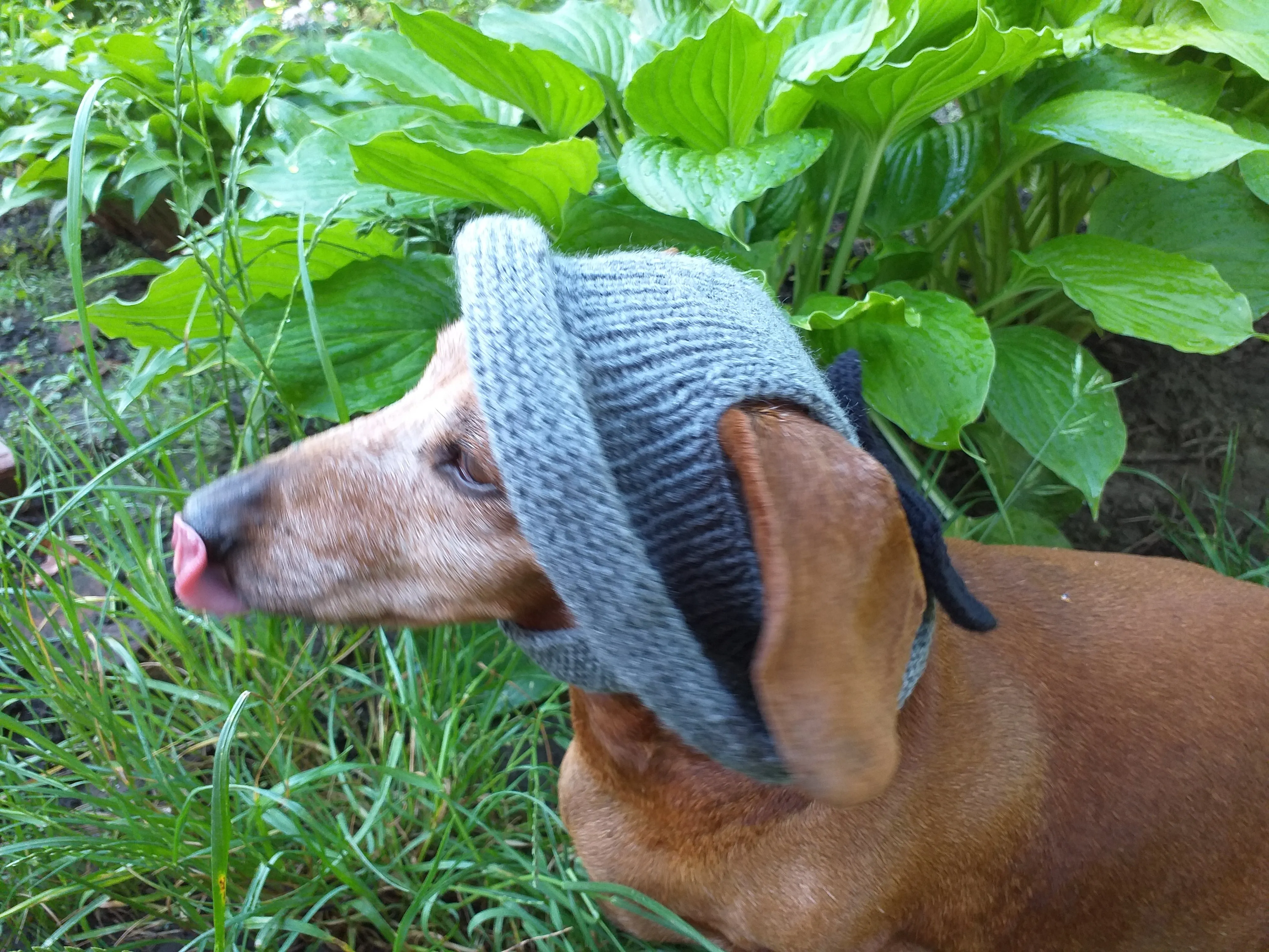 Summer hat Panama for the dog gray with black bow, summer clothes for pets