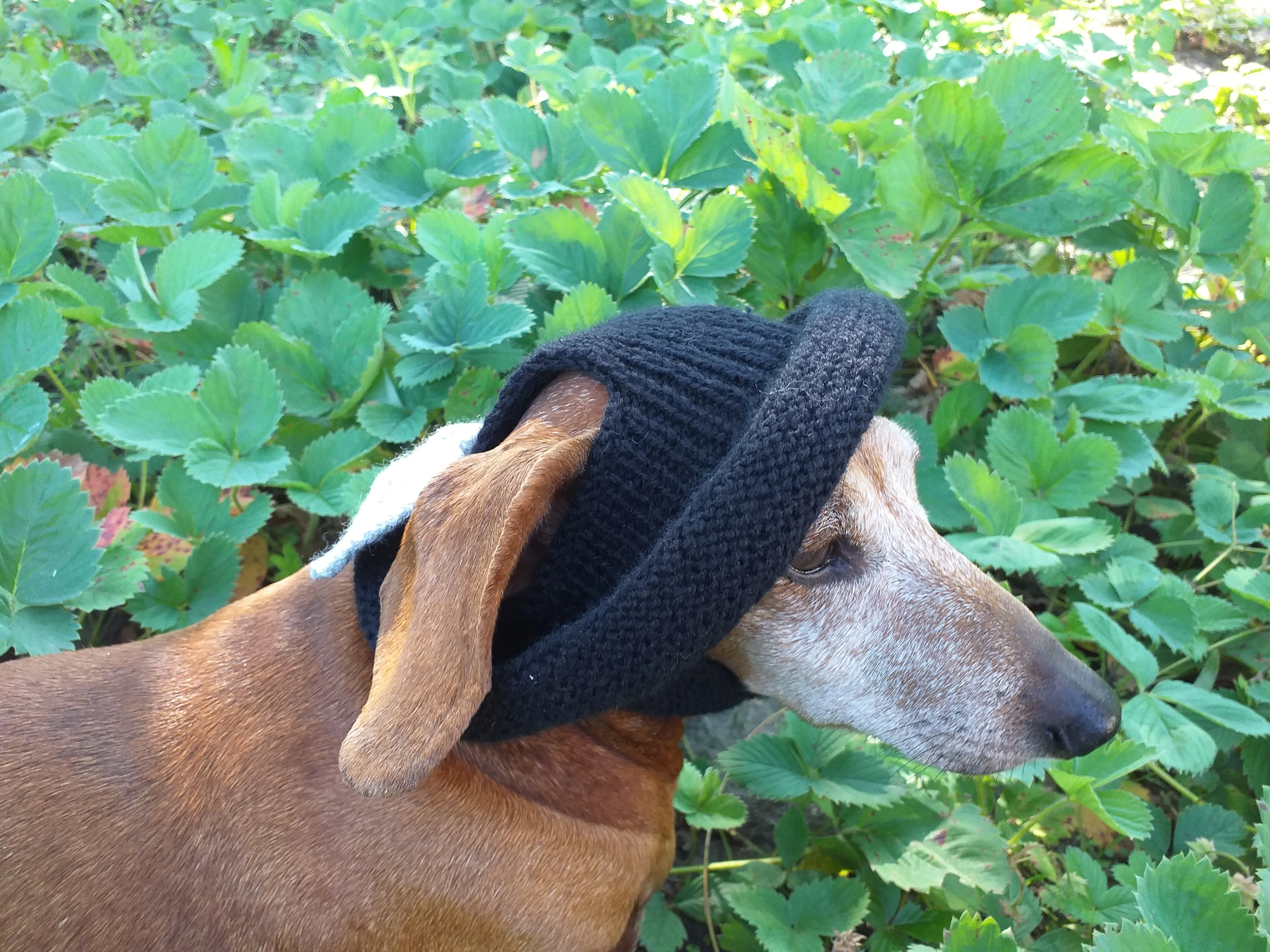 Summer knitted Panama for a dog black with a gray bow, panama for dachshund