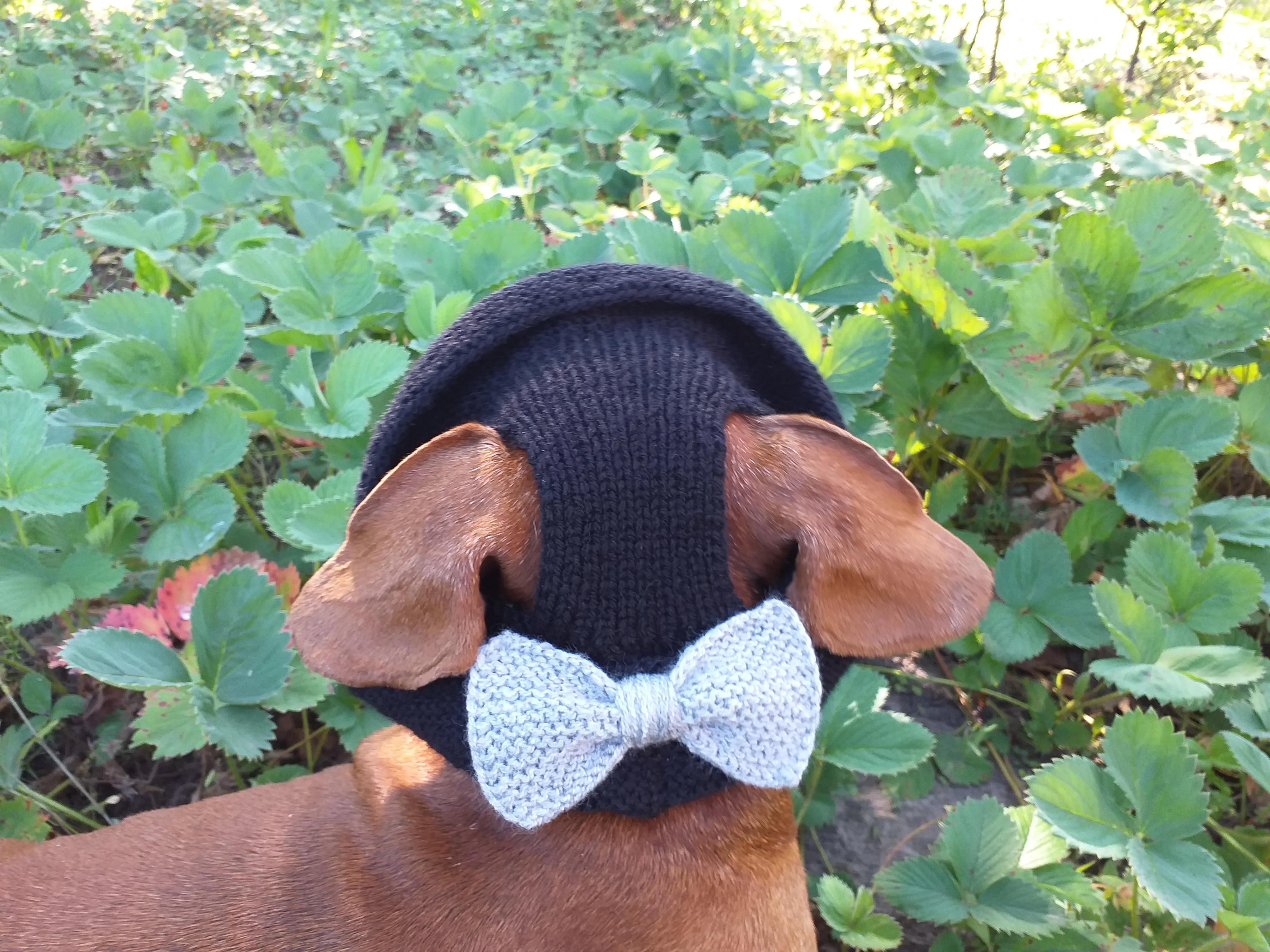 Summer knitted Panama for a dog black with a gray bow, panama for dachshund