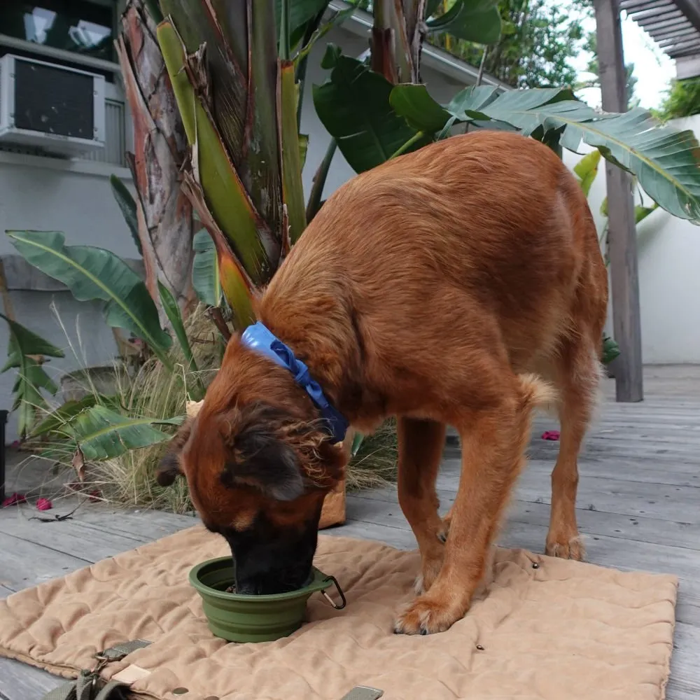 Travel Collapsible Pet Bowl with Clip