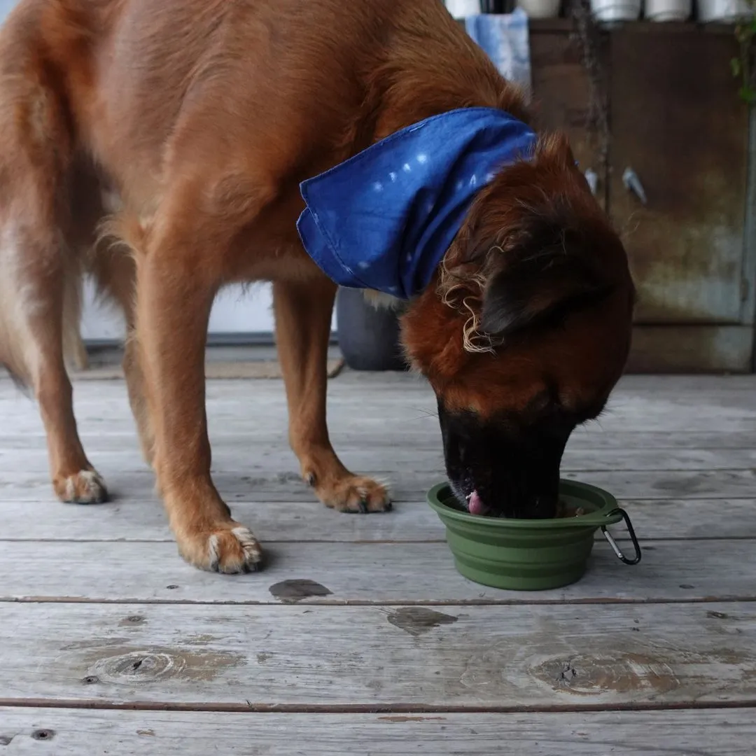 Travel Collapsible Pet Bowl with Clip