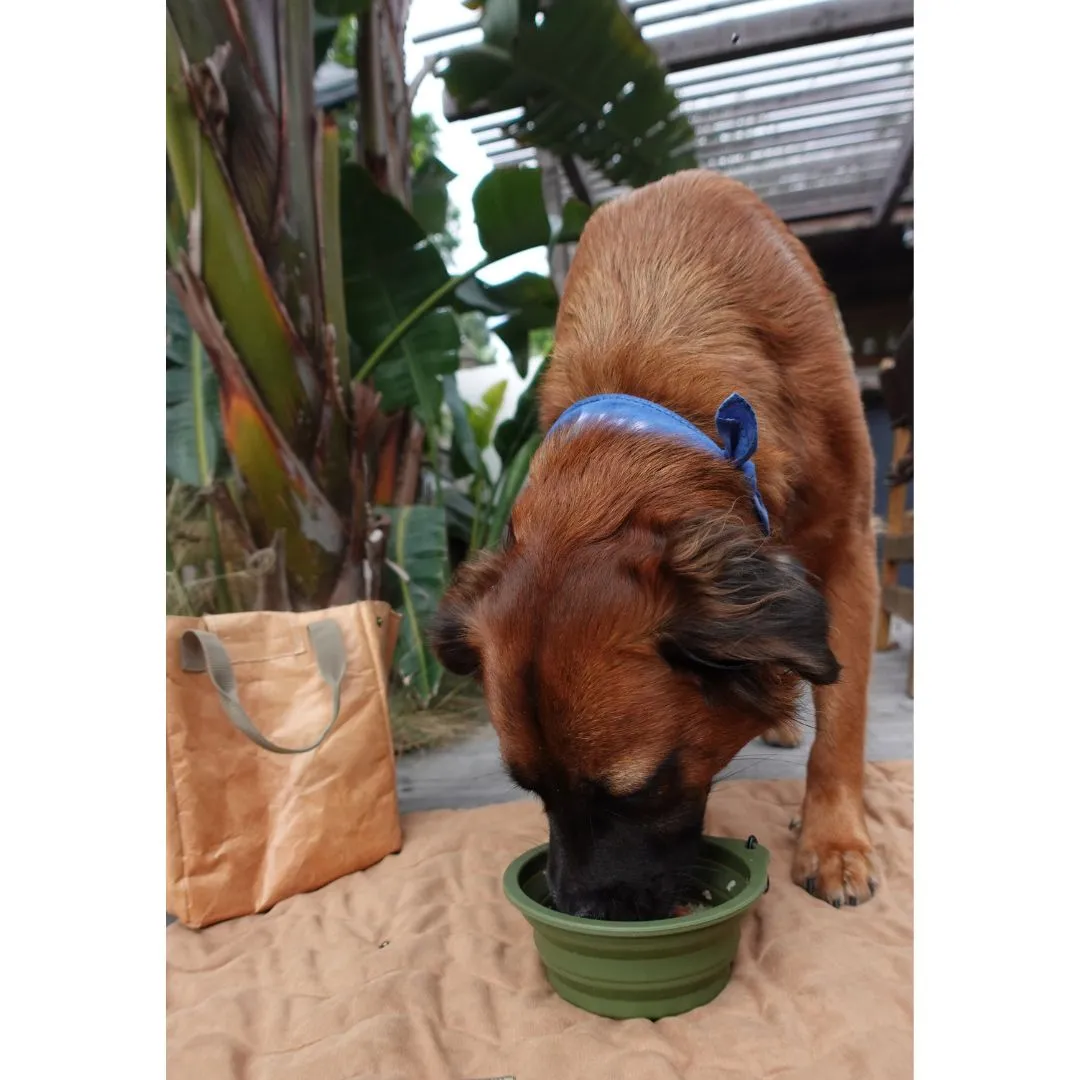 Travel Collapsible Pet Bowl with Clip