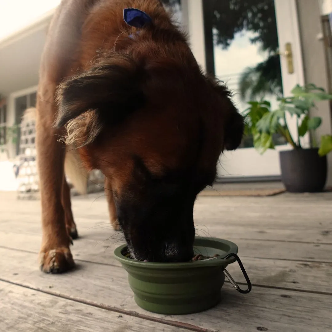 Travel Collapsible Pet Bowl with Clip